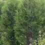 Säulenförmiger Rhamnus Frangula Fine Line Strauch, 100–125 cm hoch, im Garten.