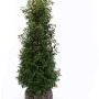 Kirschlorbeer Angustifolia, ca. 200-225cm hoch, im Ballen. Ideal als Heckenpflanze.