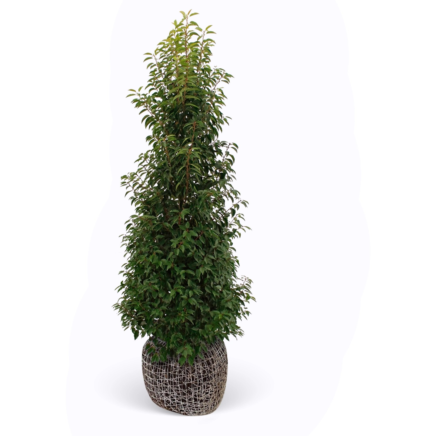 Kirschlorbeer Angustifolia Set à 8 Stück Höhe ca. 200-225 cm Prunus,usitanica