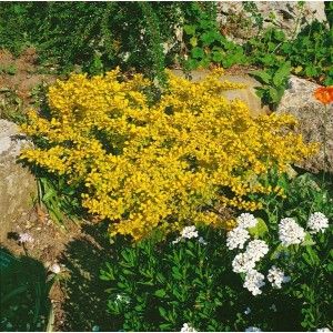 Goldgelbe Berberitze 'Aurea' (30-40 cm) im Gartenbeet, umgeben von Steinen und Grünpflanzen.