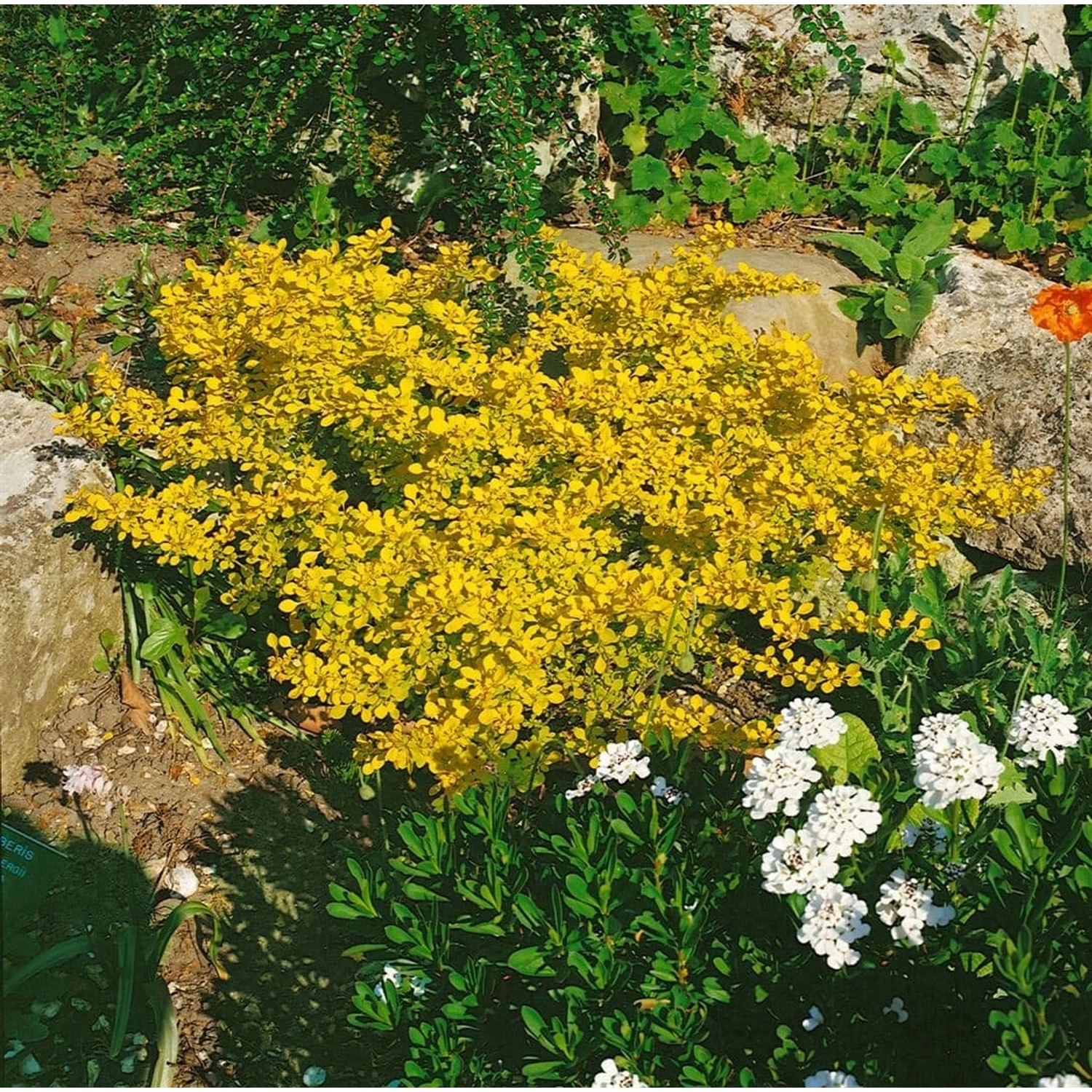 Berberis thunbergii 'Aurea' 30-40 cm günstig online kaufen