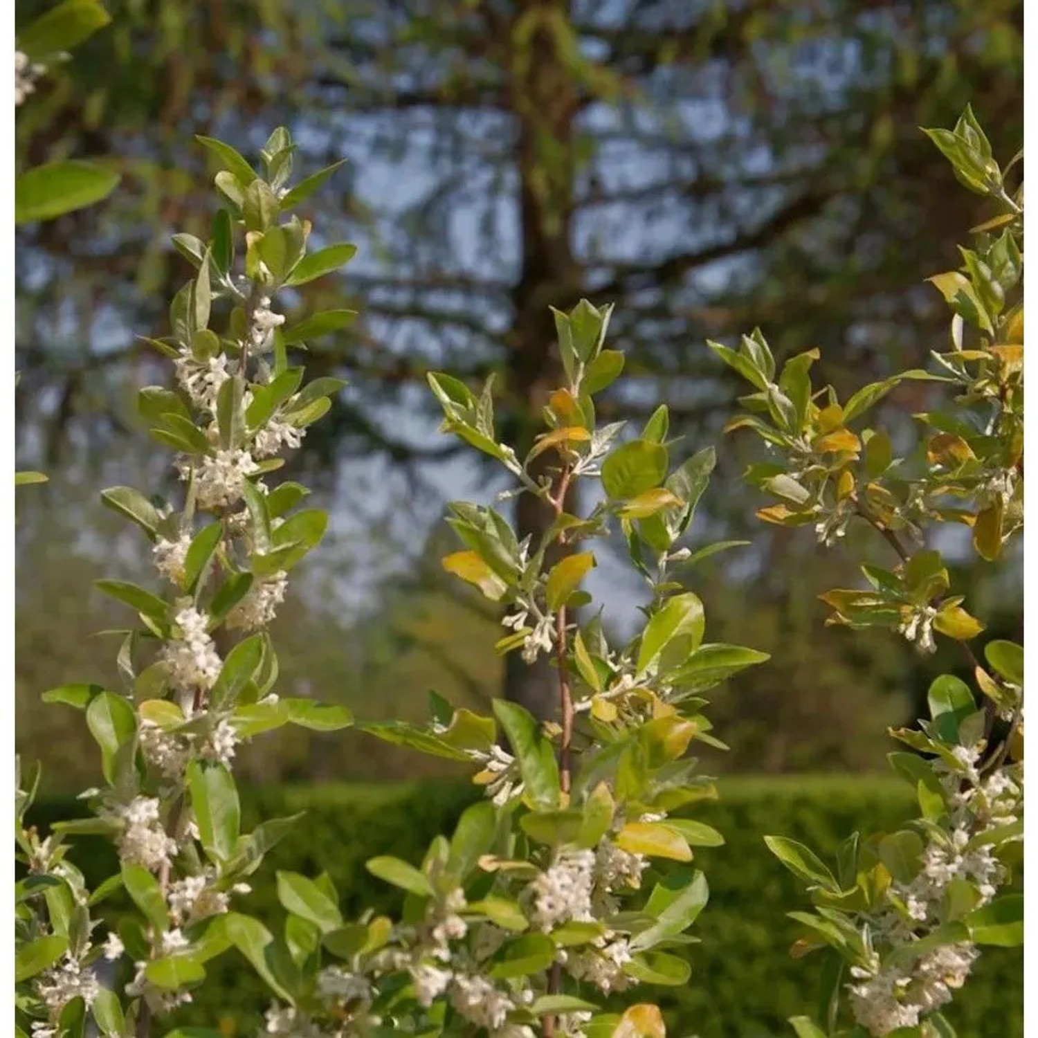 Heckenkirsche 40-60cm - Lonicera kamtschatica