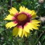 Leuchtende Kokardenblume Amber Wheels mit gelben Blütenblättern und rotem Zentrum, Staude für den Garten.
