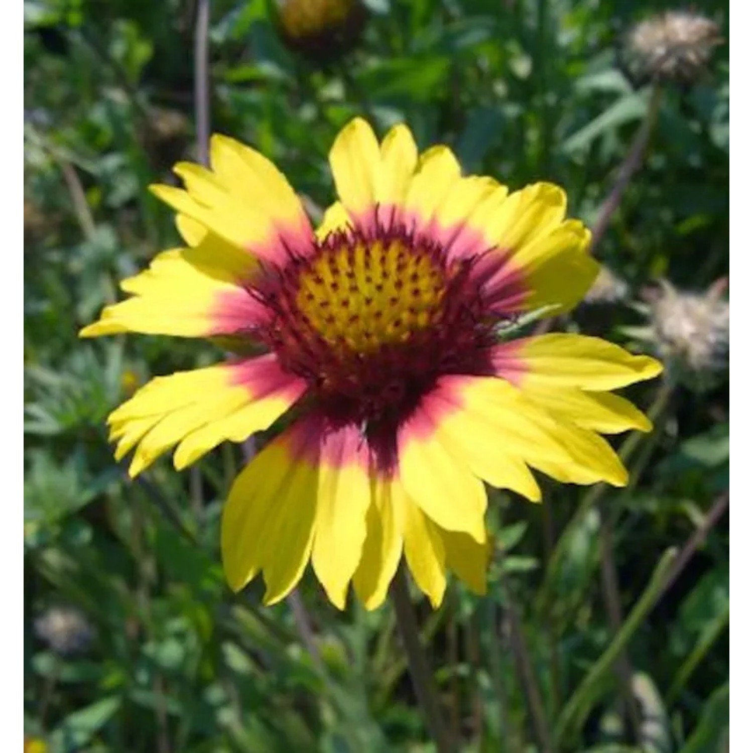 Kokardenblume Amber Wheels - Gaillardia aristata