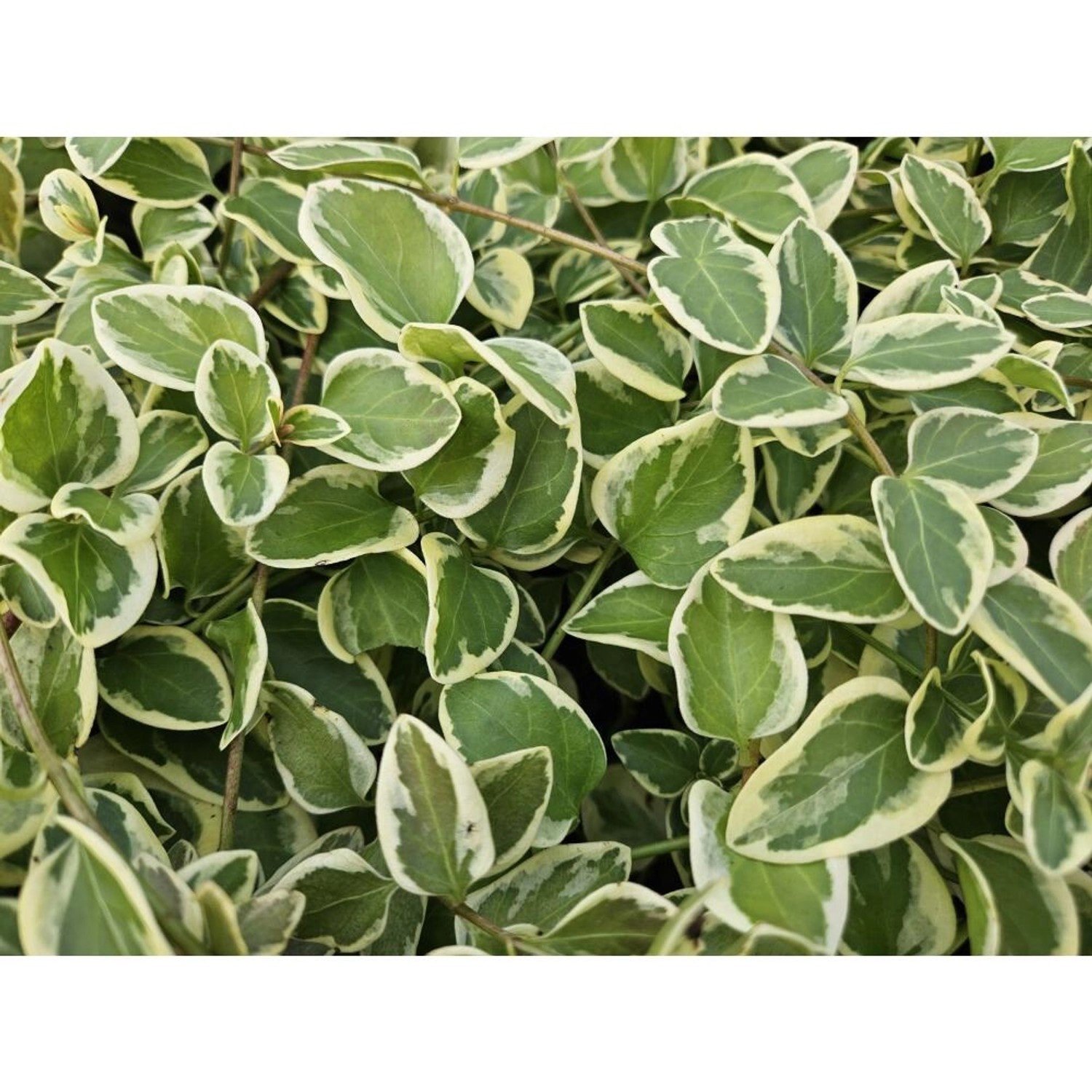 Detailaufnahme von Exotenherz Bodendecker 'Vinca Major Variegata' mit grün-weiß panaschierten Blättern.