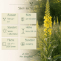 Großblütige Königskerze mit gelben Blüten und Infografik zu Aussaat, Blütezeit, Höhe und Standort. 2000 Samen.