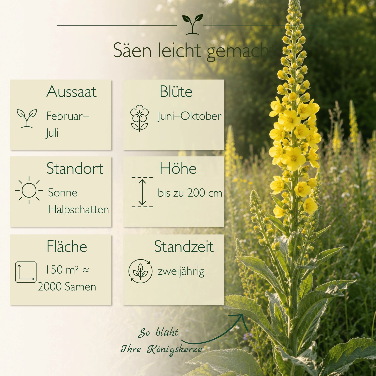 Großblütige Königskerze mit gelben Blüten und Infografik zu Aussaat, Blütezeit, Höhe und Standort. 2000 Samen.