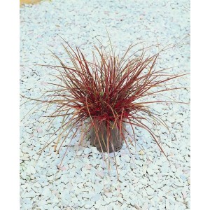 Uncinia Rubra Ziergras im Topf, rote Blätter. Ideal für Beet, Kübel und Steingärten.