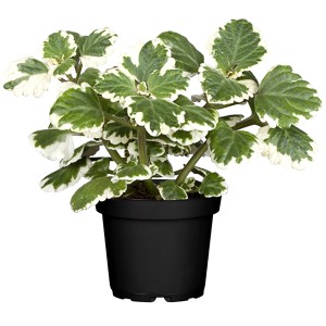 Mottenkönig im Topf, grüne Blätter mit weißem Rand. Dekorative Sommerpflanze für Beet und Balkon.