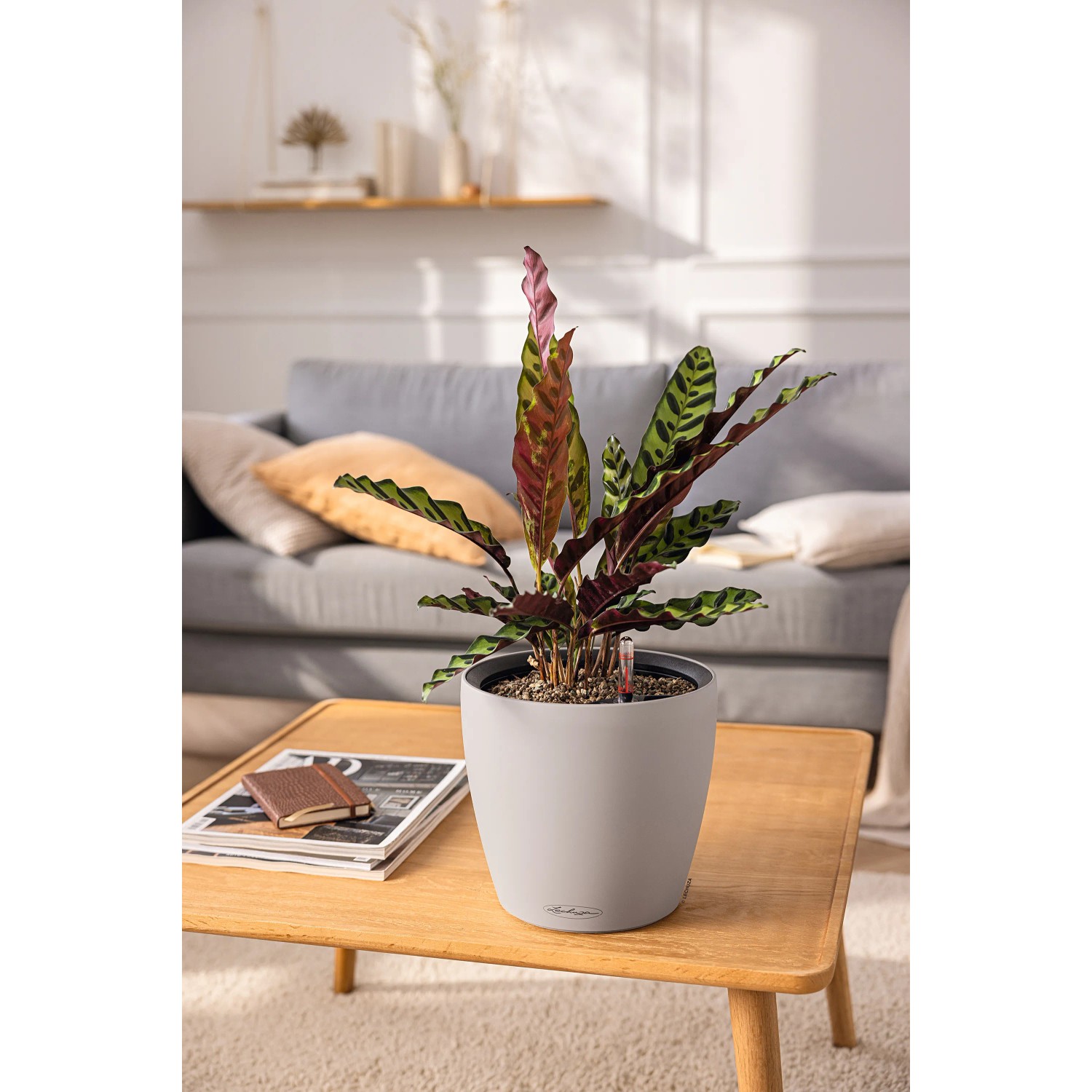 Lechuza Classico Color LS 28, sandbraunes Pflanzgefäß mit Pflanzeinsatz und Bewässerungssystem.