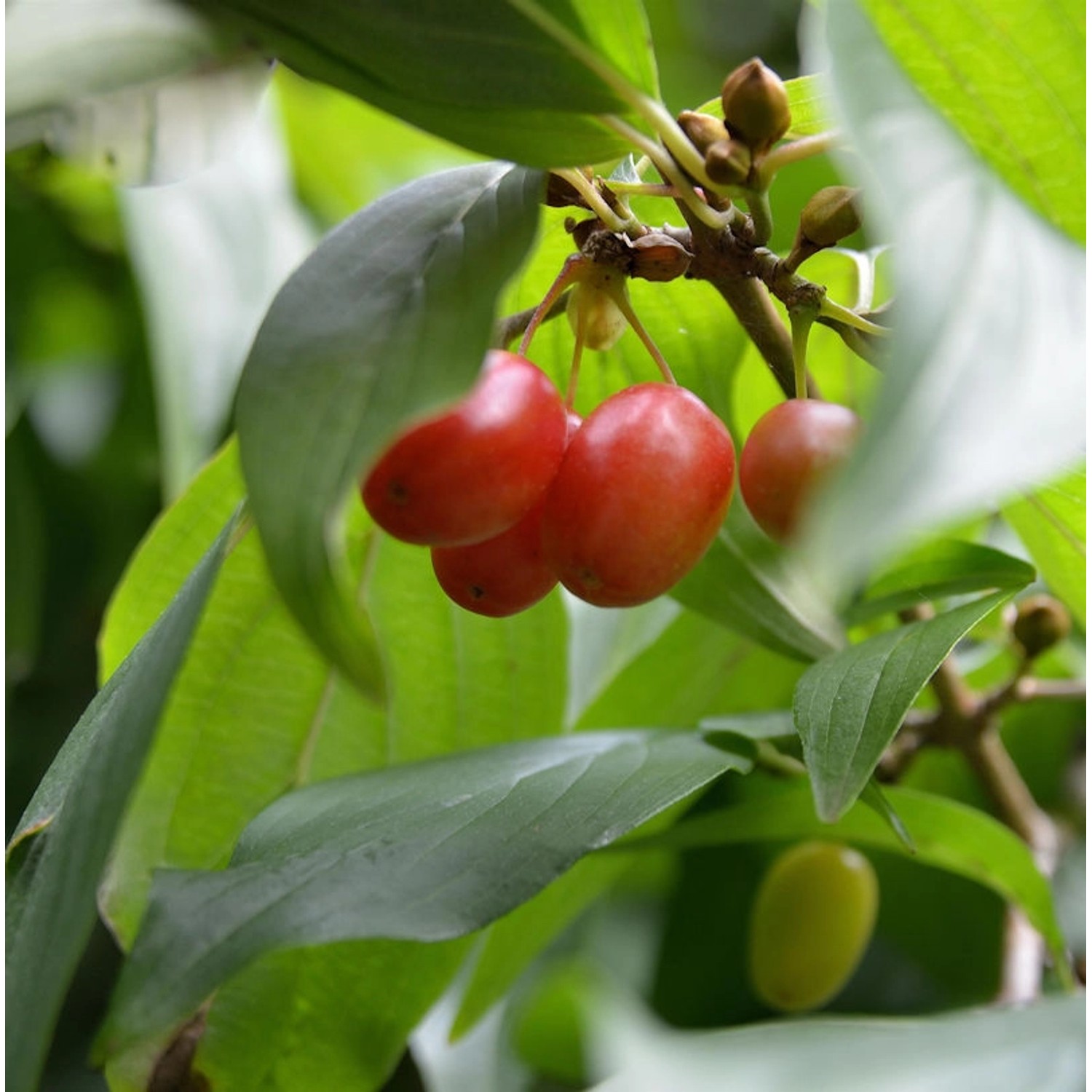 Asiatische Kornelkirsche Gold Puff 60-80cm - Cornus officinalis günstig online kaufen