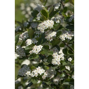 Aronia Prunifolia Viking Apfelbeere mit weißen Blüten und grünen Blättern.