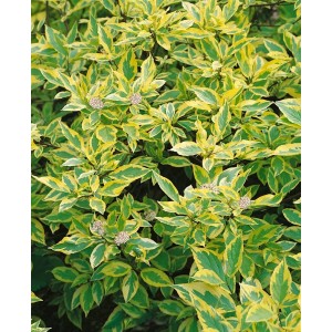 Cornus Alba Spaethii Hartriegel mit gelb-grünen Blättern und weißen Blüten.