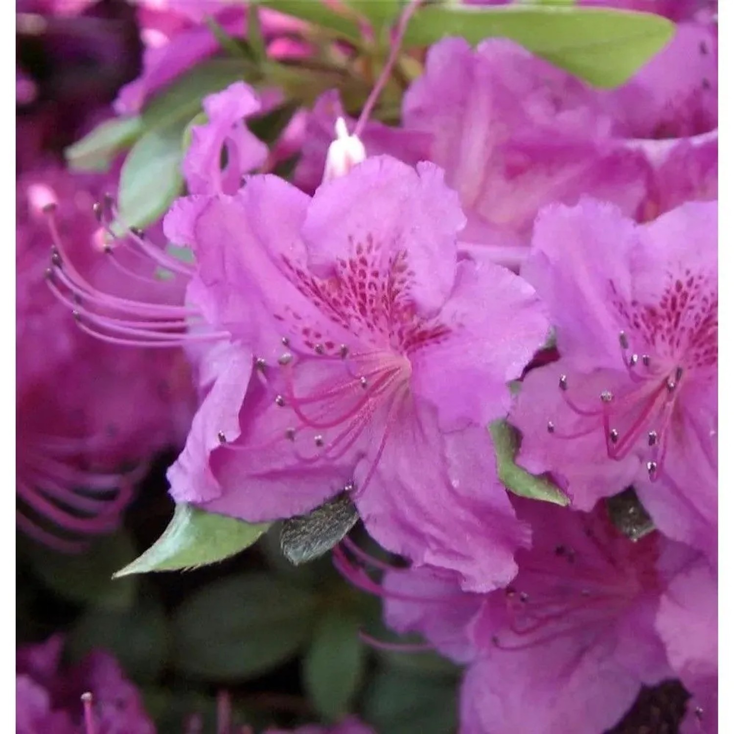 Japanische Azalee Königstein 20-25cm - Rhododendron obtusum - Alpenrose