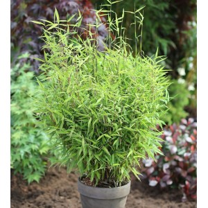 Gartenbambus Bimbo (Fargesia murielae) im Topf, grüne Blätter. Strauch für Garten und Balkon.