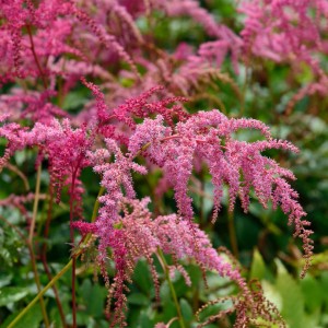 Prachtspiere 'Straußenfeder' (Astilbe simplicifolia) mit zartrosa Blüten im Detail.