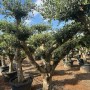 Olivenbaum 'Olea Europaea' Pompon, 240cm hoch, ca. 50 Jahre alt, im Topf. Mediterranes Flair für den Garten.
