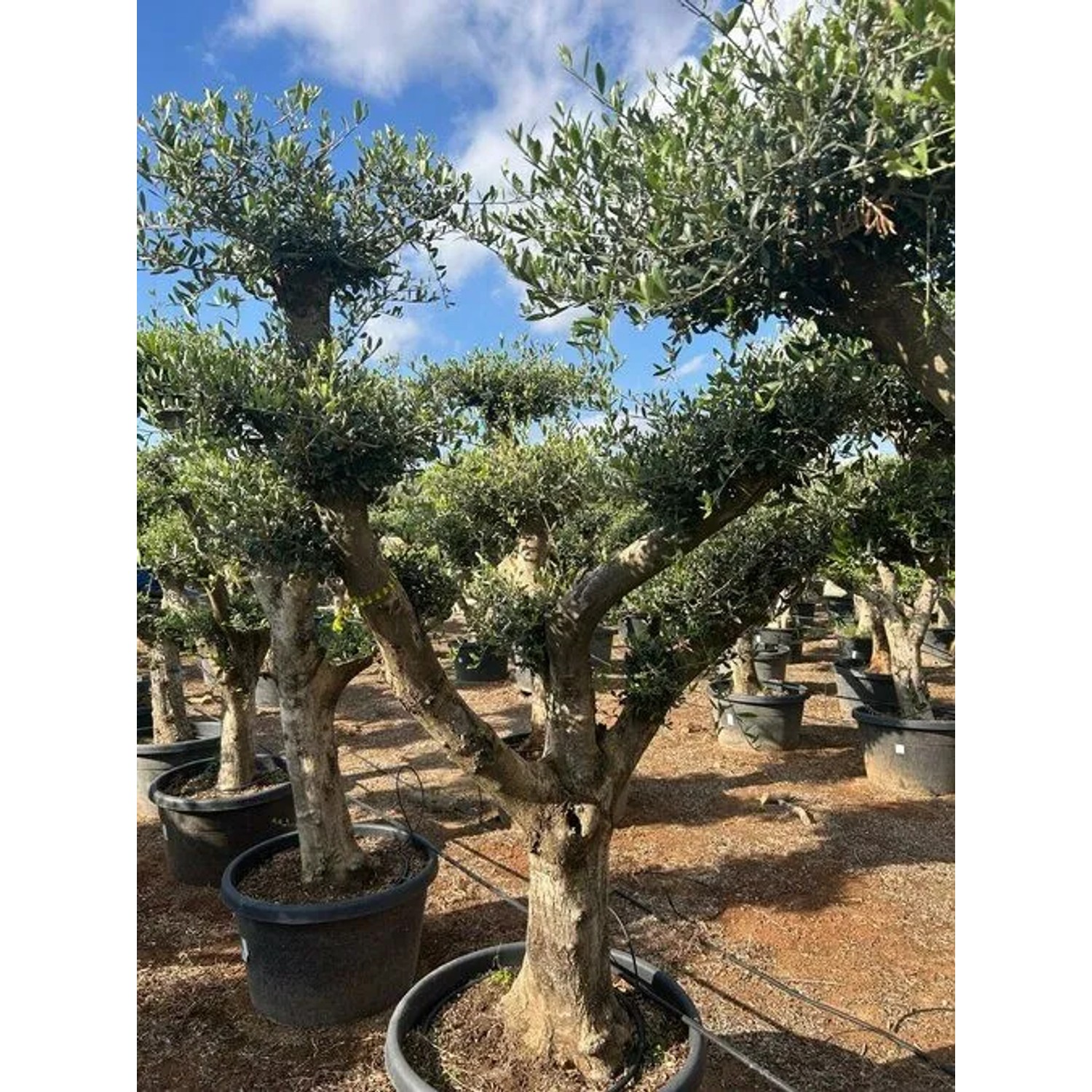 Olivenbaum 'Olea Europaea' Pompon, 240cm hoch, ca. 50 Jahre alt, im Topf. Mediterranes Flair für den Garten.