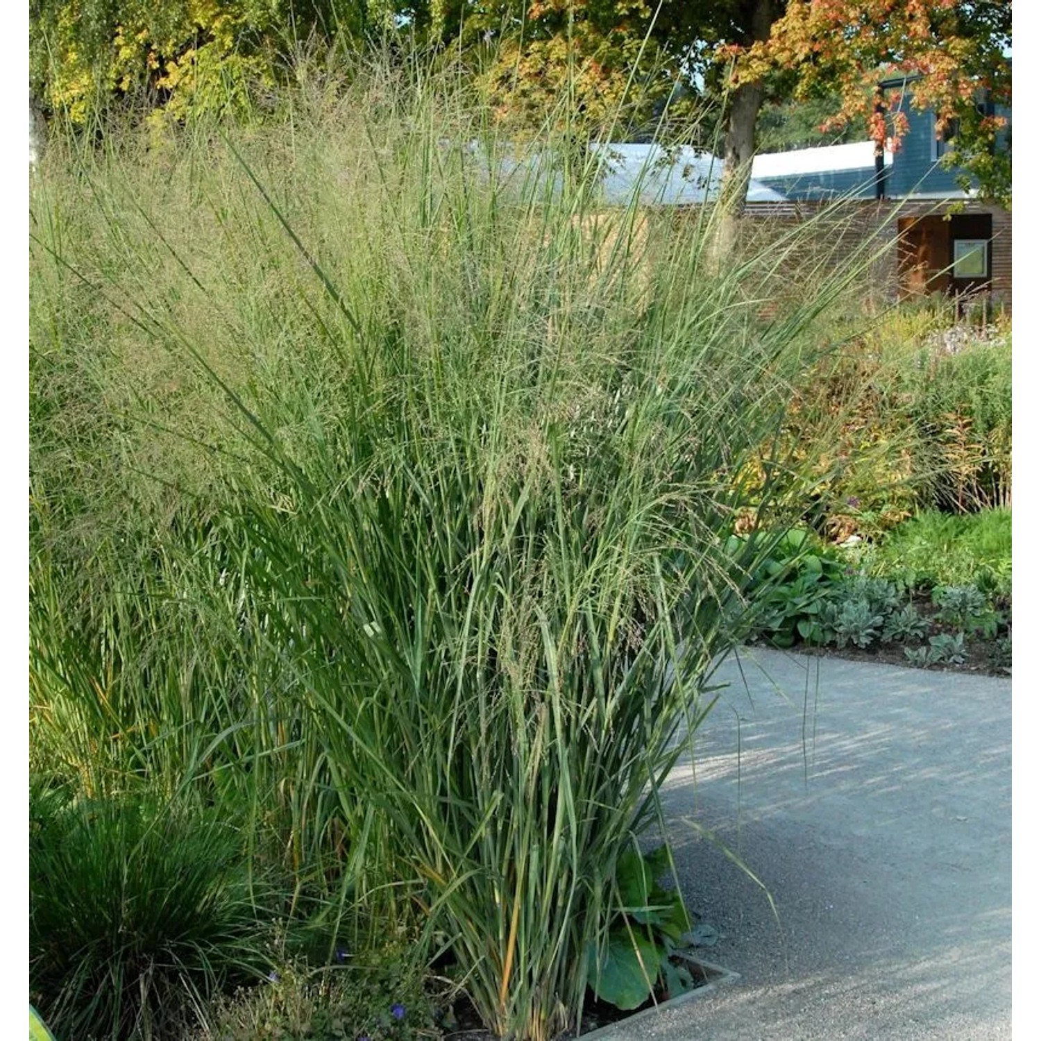 Rutenhirse - Panicum virgatum