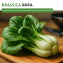 Frischer Pak Choi mit grünen Blättern und weißen Stielen auf Holzbrett, bereit für die Küche. Blattgemüse.