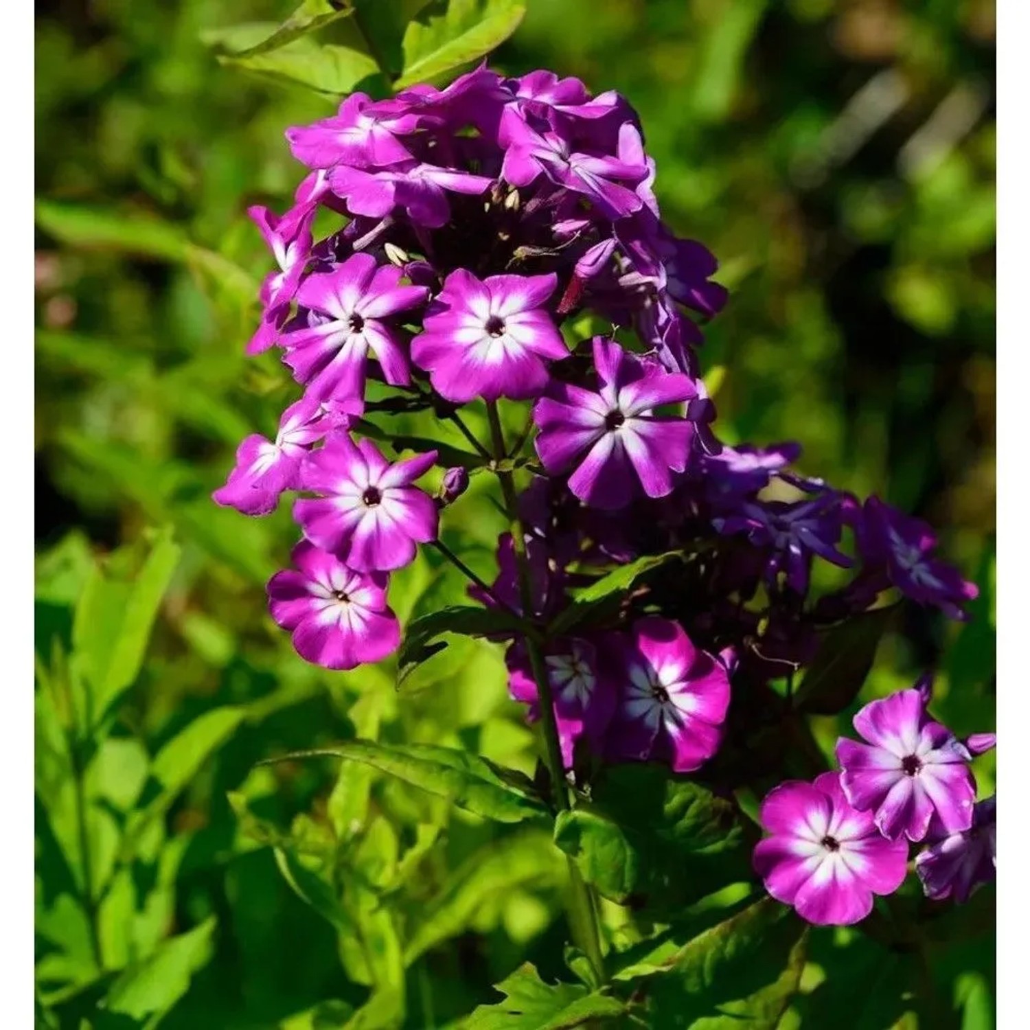 Hohe Flammenblume Wenn schon denn schon - Phlox Paniculata