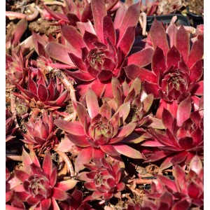 Nahaufnahme von Dachwurz Red King (Sempervivum cultorum) mit roten Blättern.