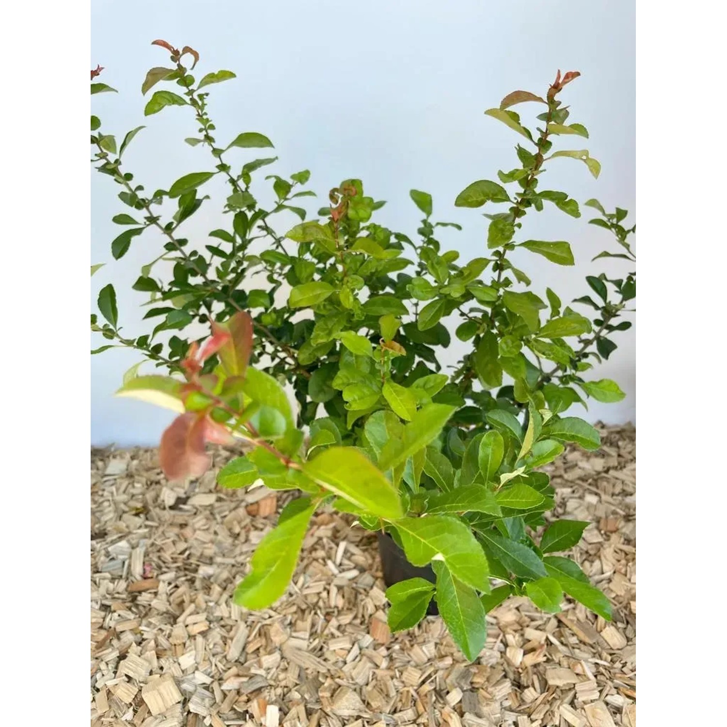 Japanische Zierquitte als Topfpflanze mit grünen Blättern und roten Trieben.