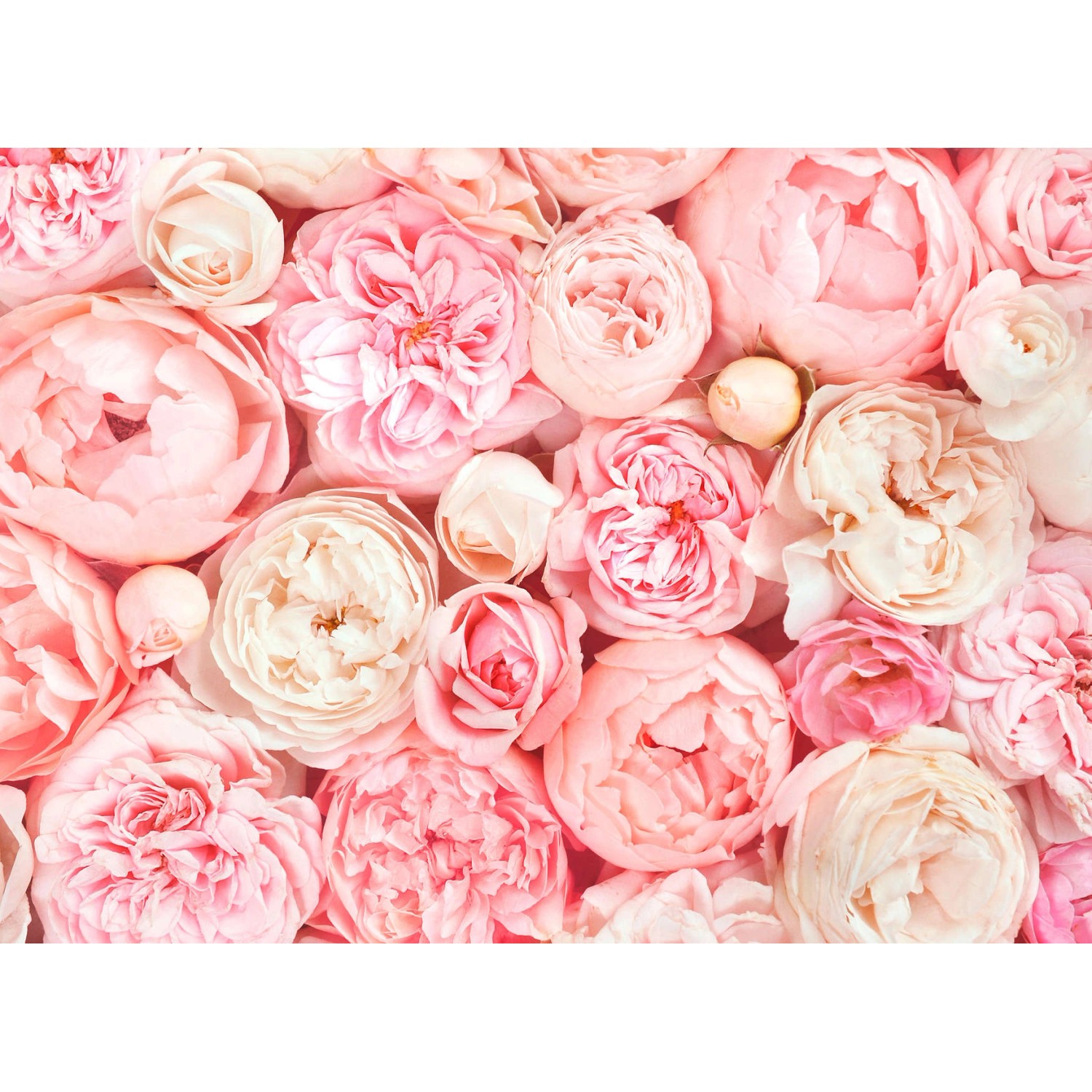 Fototapete Blumen Rosen Blüten Weiß Rosa 3,50 m x 2,55 m FSC®