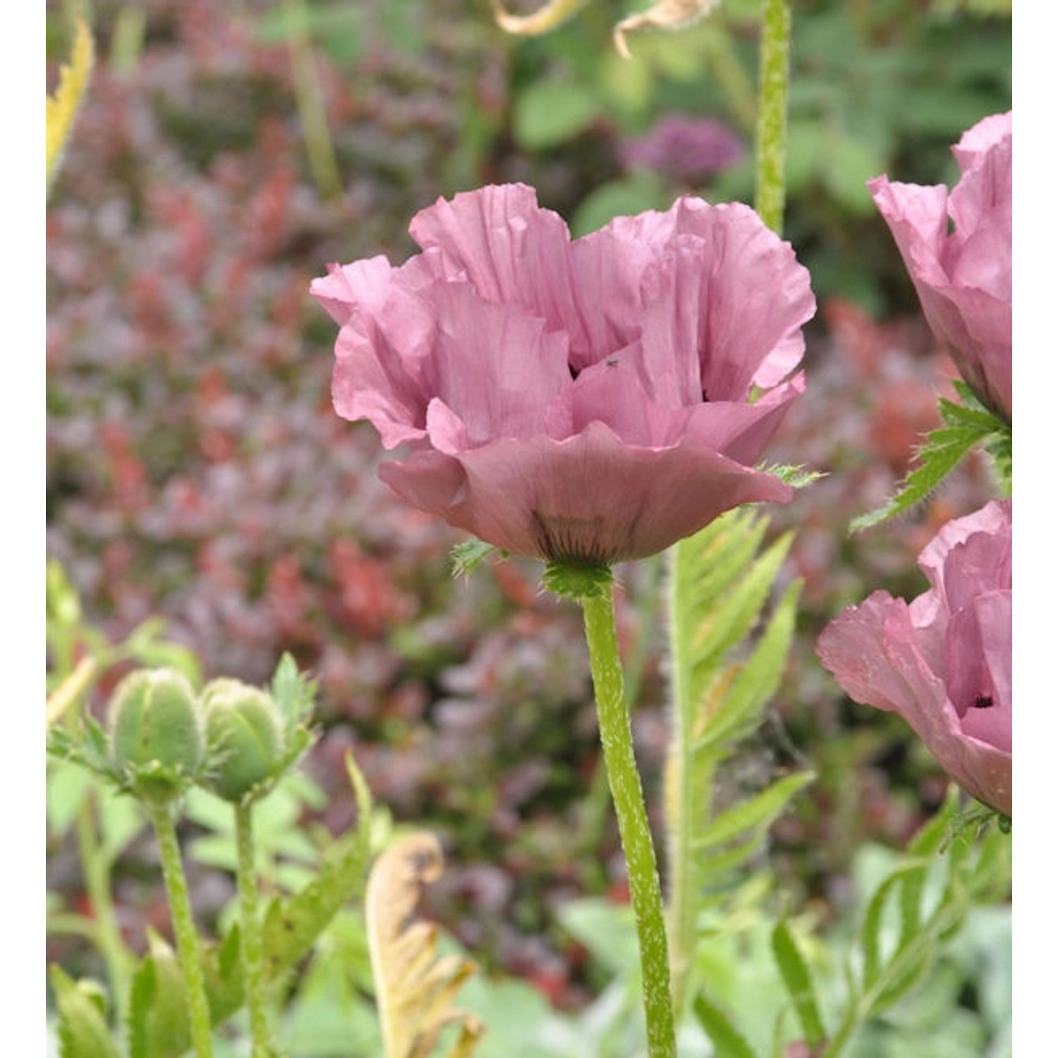 Türkischer Mohn Patty's Plum - Papaver orientale günstig online kaufen