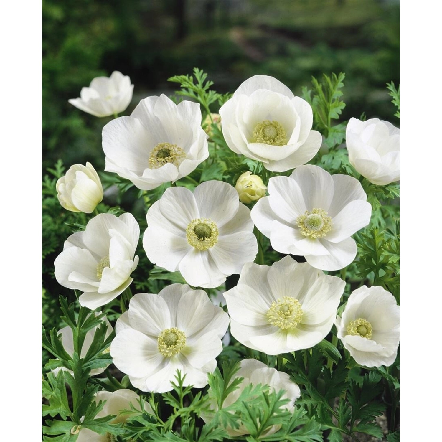 Anemone Leveillei Ca. 9x9 cm Topf günstig online kaufen