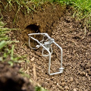 Windhager Wühlmausfalle Bracket im Erdloch, zur Bekämpfung von Wildtieren im Garten.