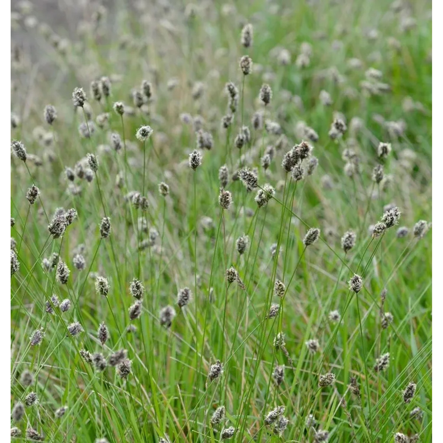 Grünes Kopfgras - Sesleria heufleriana günstig online kaufen