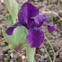 Nahaufnahme einer dunkelvioletten Zwergschwertlilie (Iris barbata nana) im Garten.