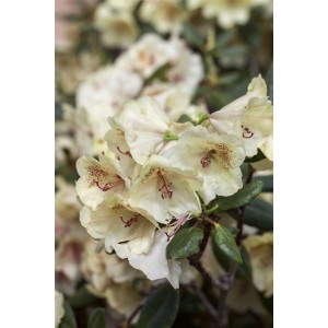Immergrüner Rhododendron Hybr. Viscy Inkarho, 40–50 cm, mit zarten, hellgelben Blüten.