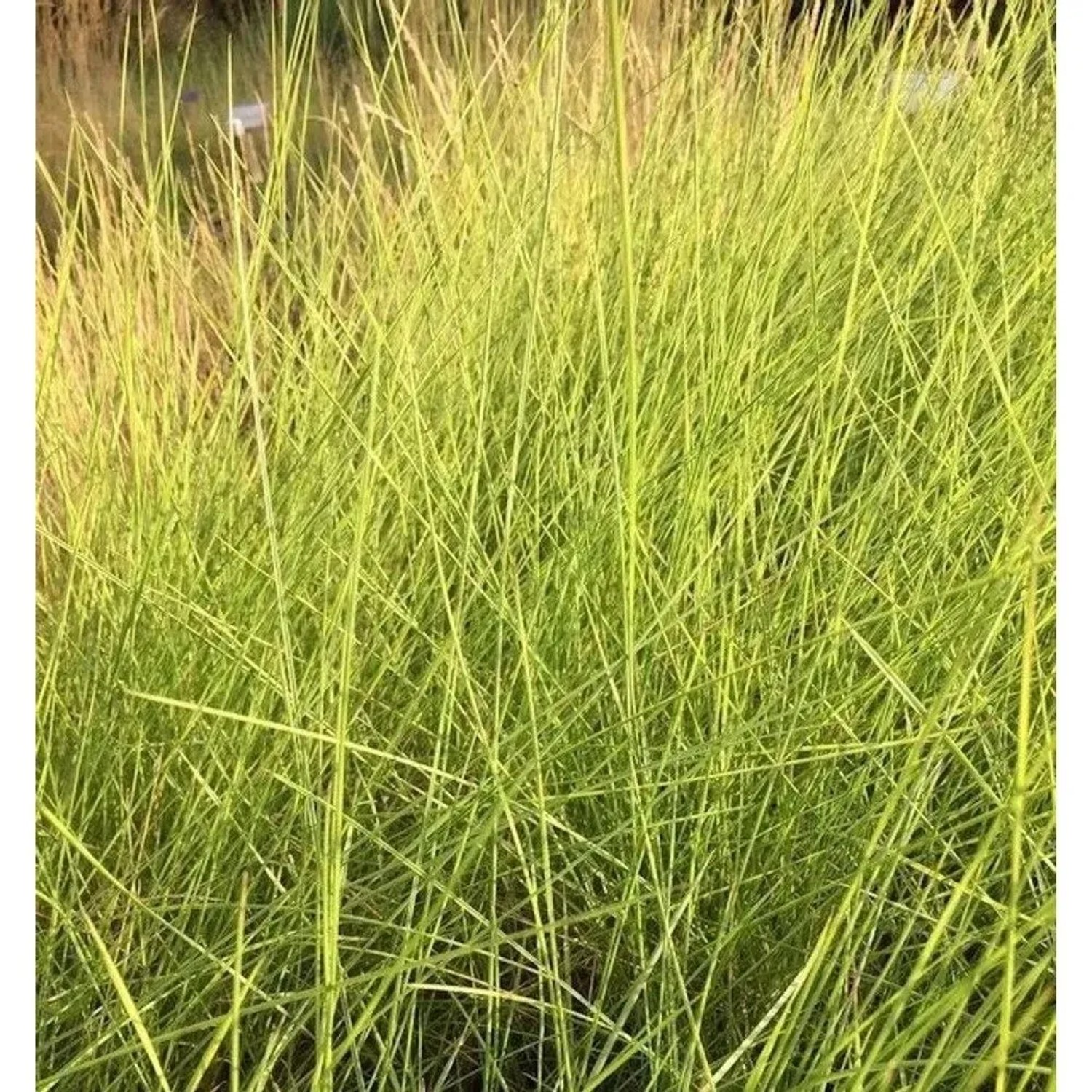 Lindheimers Haargras - Muhlenbergia,indheimeri