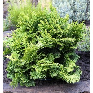Grüne Hinoki Scheinzypresse (Chamaecyparis obtusa) als Strauch im Garten.