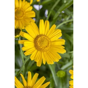 Gelbe Blüte des Weidenblättrigen Ochsenauge (Buphthalmum salicifolium) im 9x9 cm Topf.