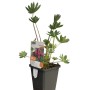 Zwerg-Lupine 'Nanus Gallery Rosa' im Topf, rosafarbene Blüten und grünes Laub.