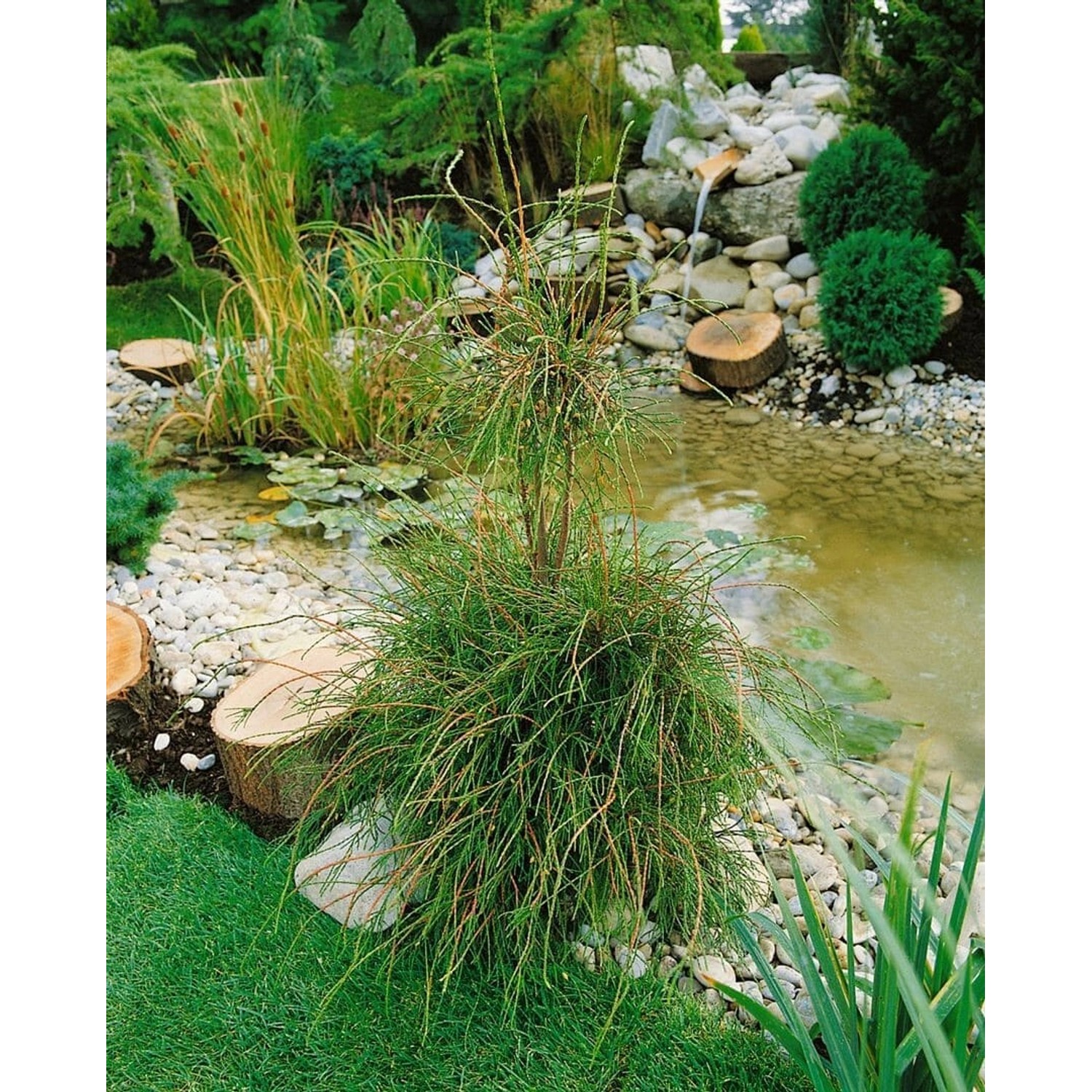 Thuja occidentalis 'Filiformis' 15-20 cm günstig online kaufen