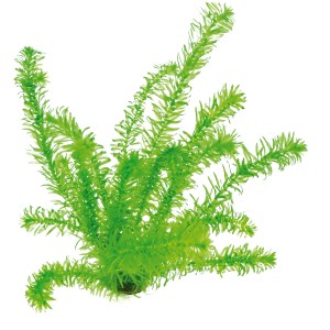 Dennerle Aquariumpflanze Egeria Densa, tropische Wasserpest für Ihr Aquarium.