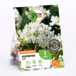 GROW by OBI Agapanthus Albus Blumenzwiebel, weiße Blüten, Höhe ca. 80cm.