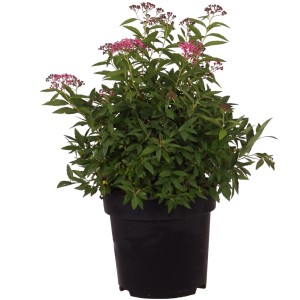 Spierstrauch Shirobana im Topf mit rosa-weißen Blüten, ca. 30-40 cm hoch.