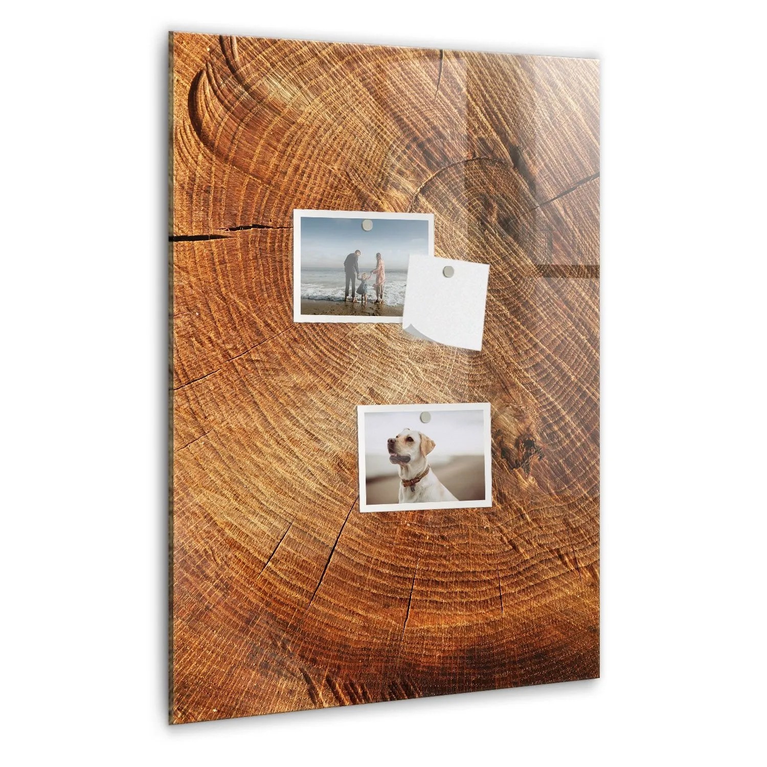 Tulup Glasmagnettafel Beschreibbar Querschnitt Des Stammes 40x60 cm Magnett günstig online kaufen