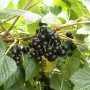 Reife, schwarze Johannisbeeren der Sorte Titania am Strauch, ideal für Saft und Gelee.