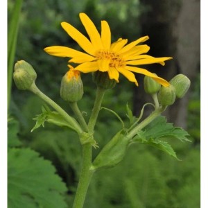 Goldgelbes Kreuzkraut (Ligularia palmatiloba) mit gelber Blüte und grünen Knospen.