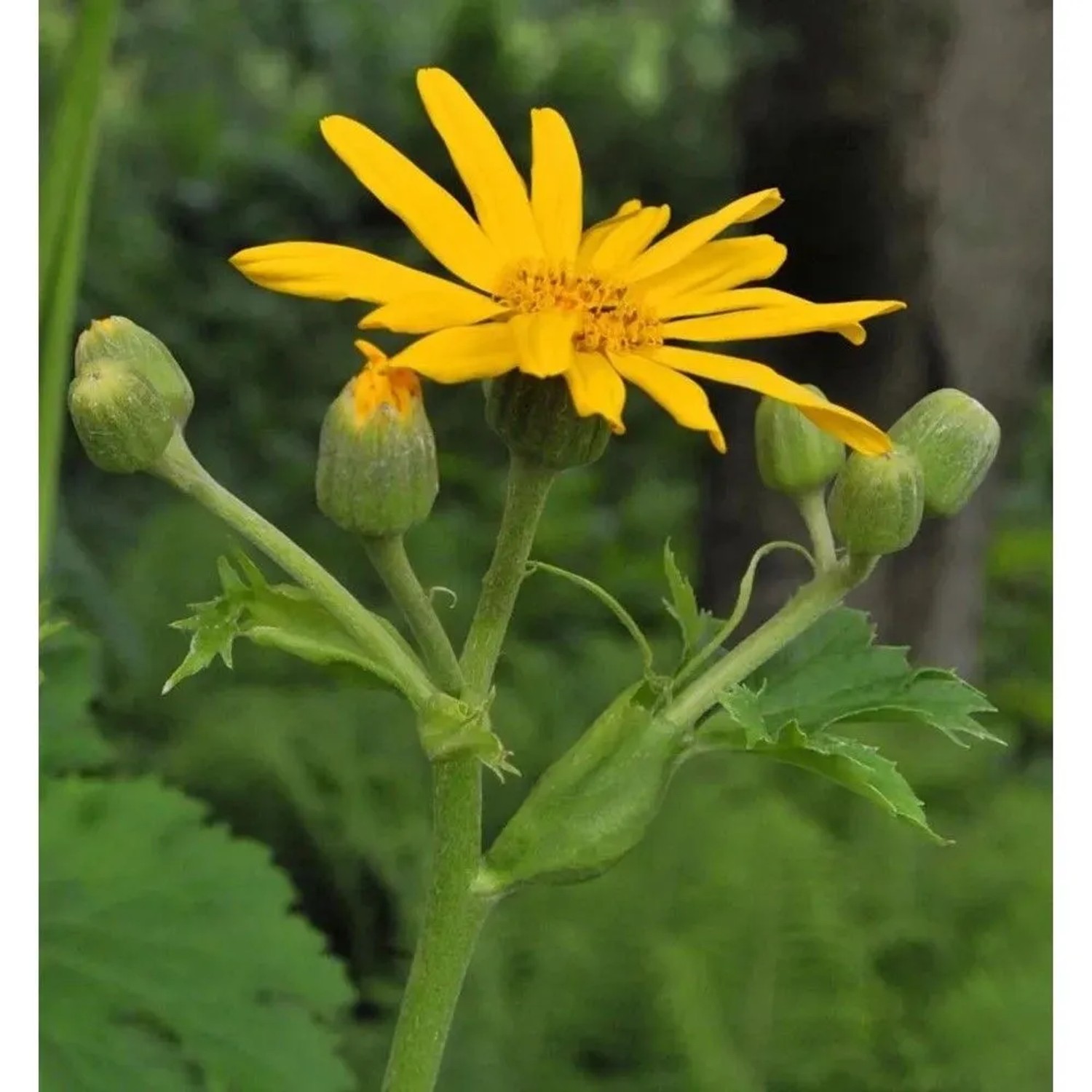 Goldgelbes Kreuzkraut - Ligularia palmatiloba