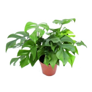Exotenherz Monstera Minima Fensterblatt im 15cm Topf mit charakteristischen Blatteinschnitten.