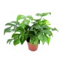 Exotenherz Monstera Minima Fensterblatt im 15cm Topf mit charakteristischen Blatteinschnitten.