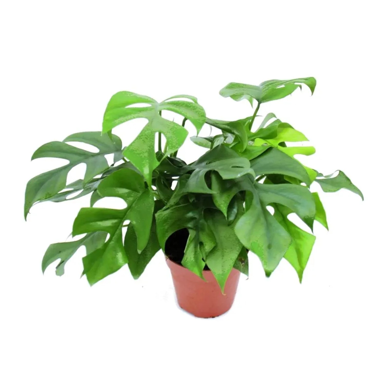 Exotenherz Monstera Minima Fensterblatt im 15cm Topf mit charakteristischen Blatteinschnitten.