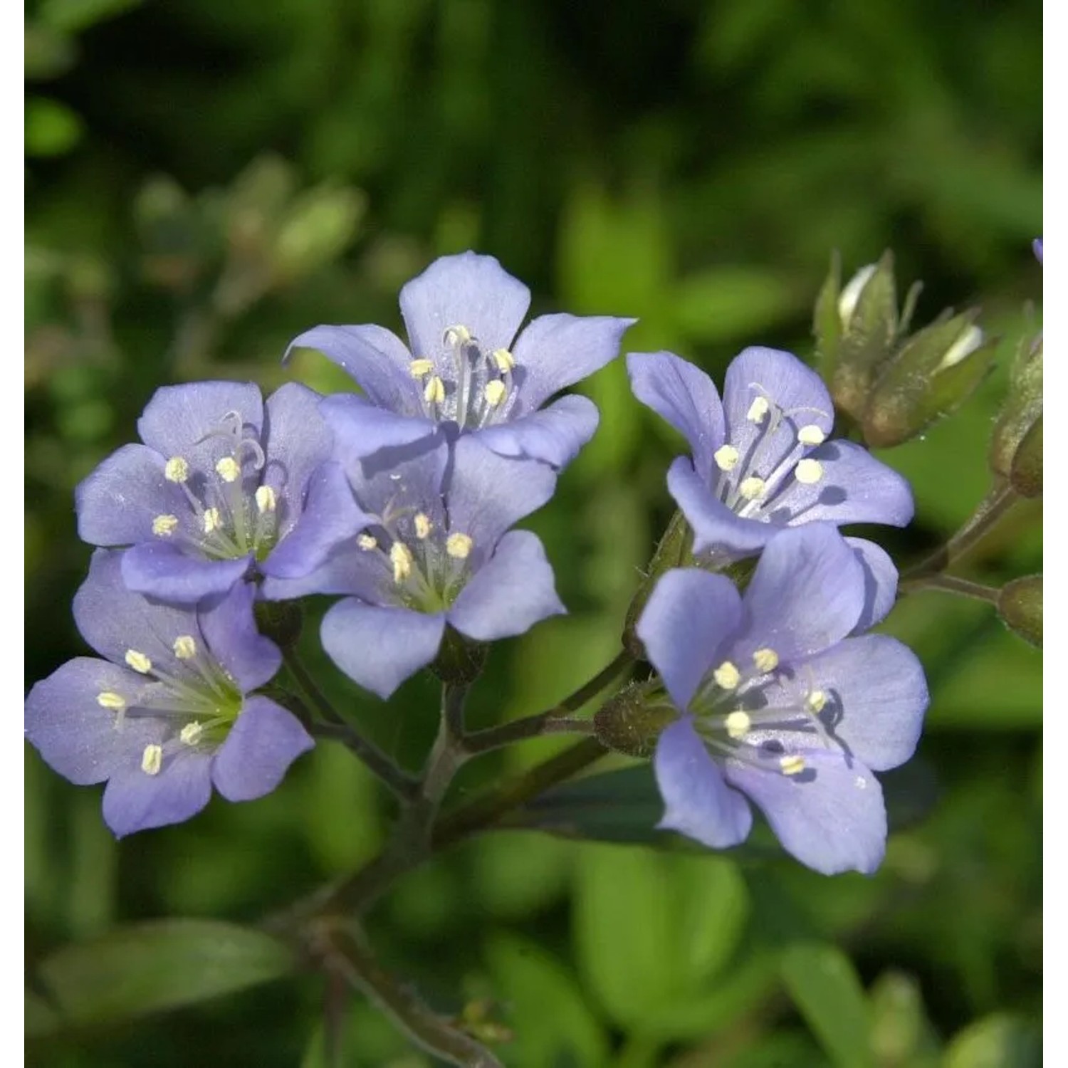 Jakobsleiter Blue Pearl - Polemonium reptans